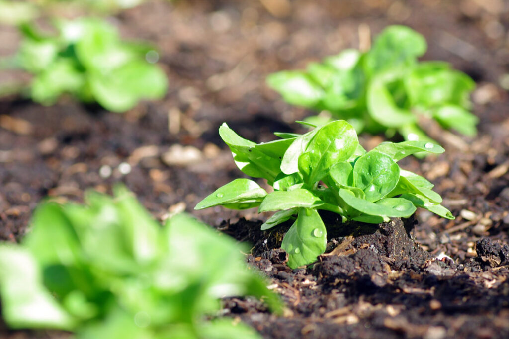 Feldsalat auf einem Feld angebaut