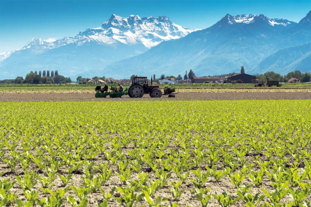 Gemüse in der Schweiz. Bauern mit Traktor auf dem Feld.