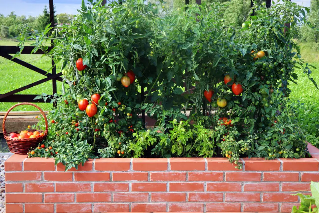 Tomaten im Hochbeet im Garten