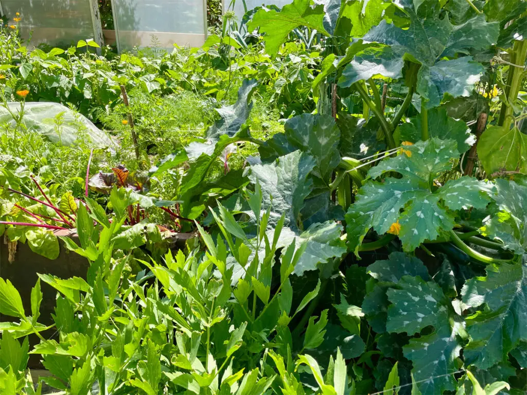 Zucchinipflanze im Garten