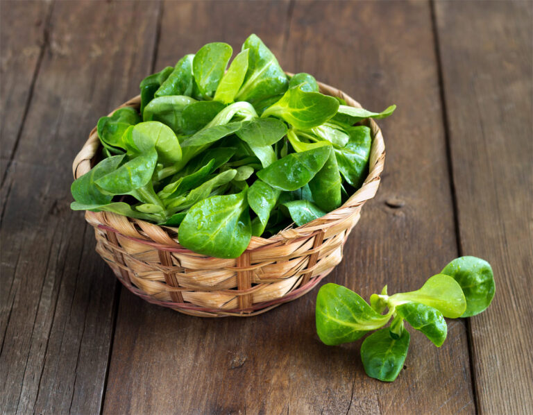 Feldsalat: Gesunde und leckere Rezepte für den Winter