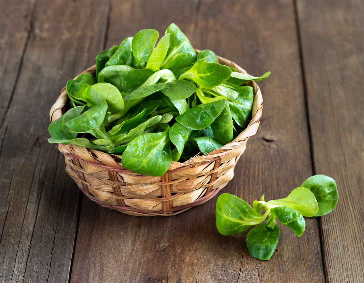 Feldsalat gesunde und leckere Rezepte für den Winter