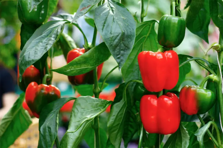 Paprika: Gesundes Gemüse mit vielen Nährstoffen und Farben