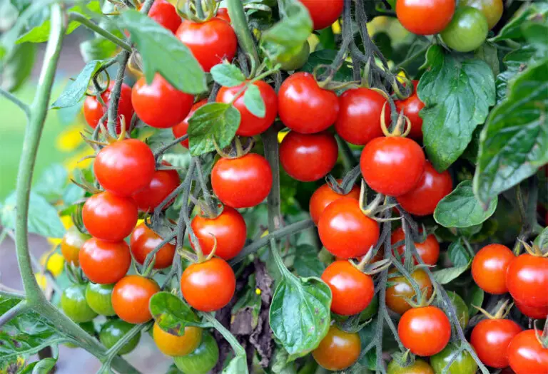 Tomaten: Vielseitiges Gemüse mit vielen gesundheitlichen Vorteilen