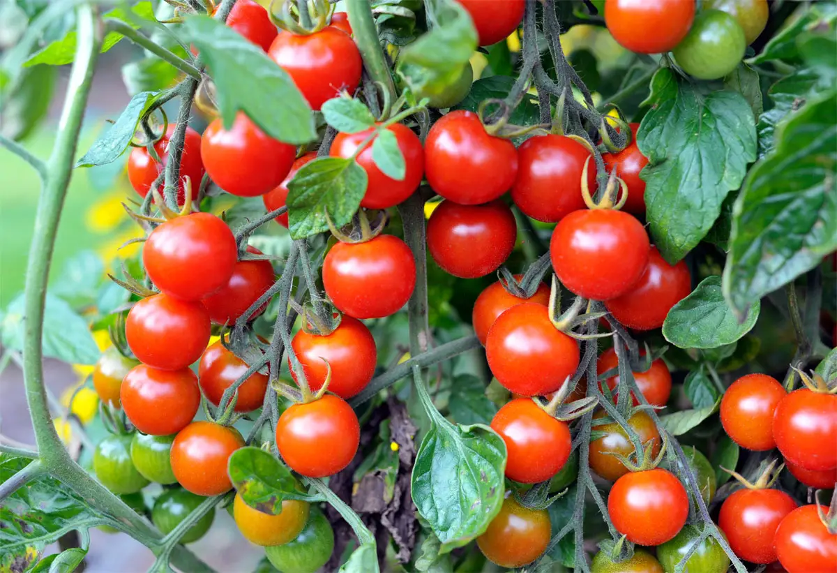 Tomaten vielseitiges Gemüse