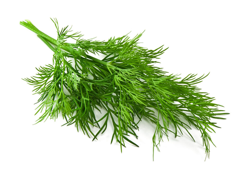 Dill