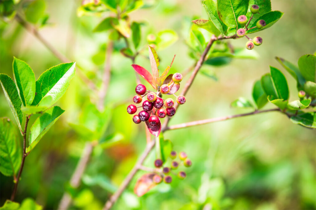 Aroniabeere im Garten