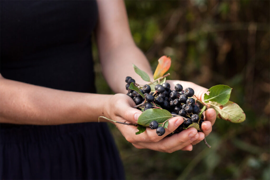 Frau hält Aroniabeeren in der Hand.