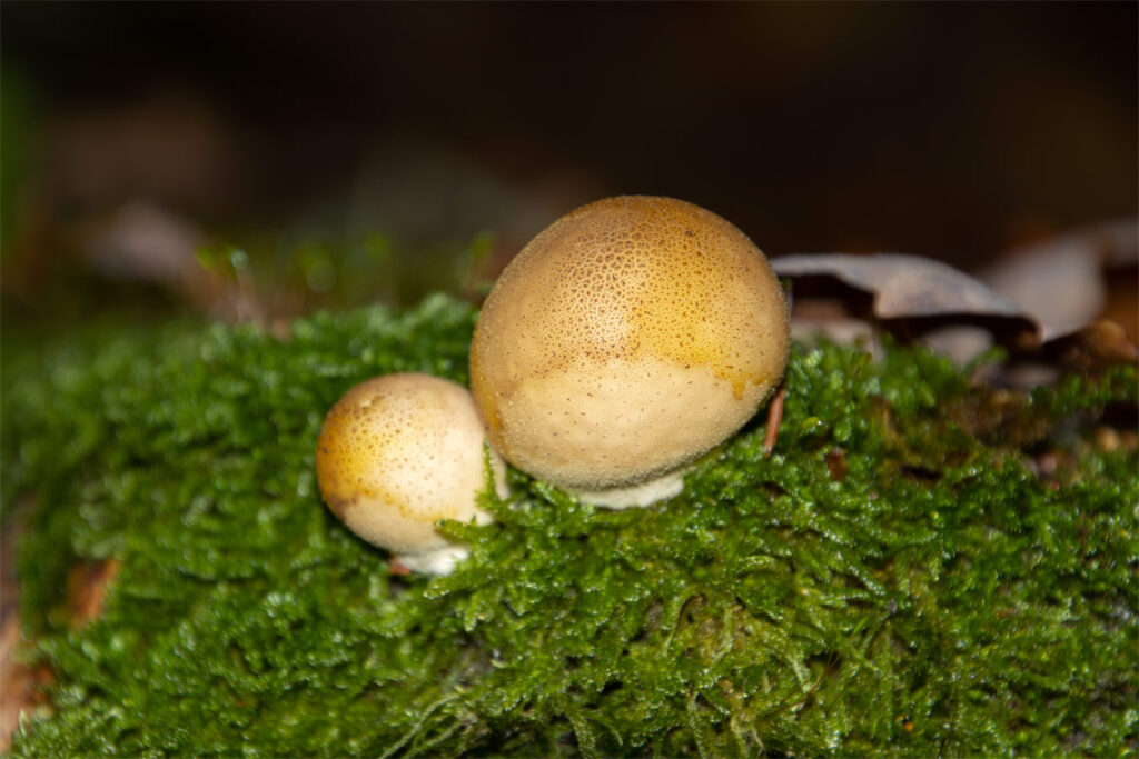 Kartoffel-ähnlicher Pilz