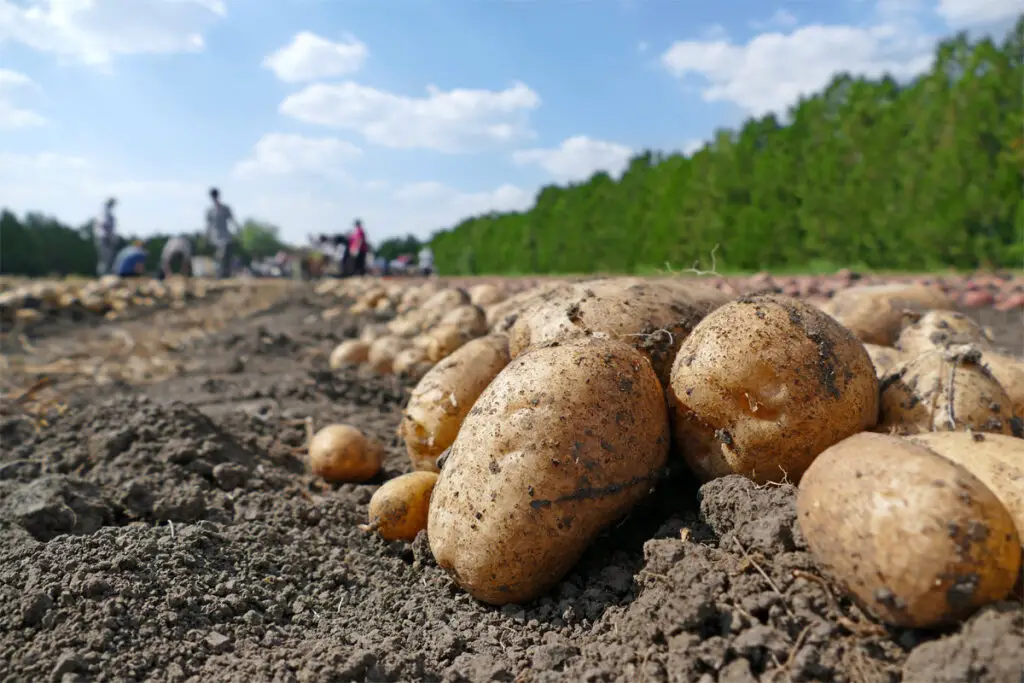 Selbstangebaute Kartoffeln auf einem Feld.