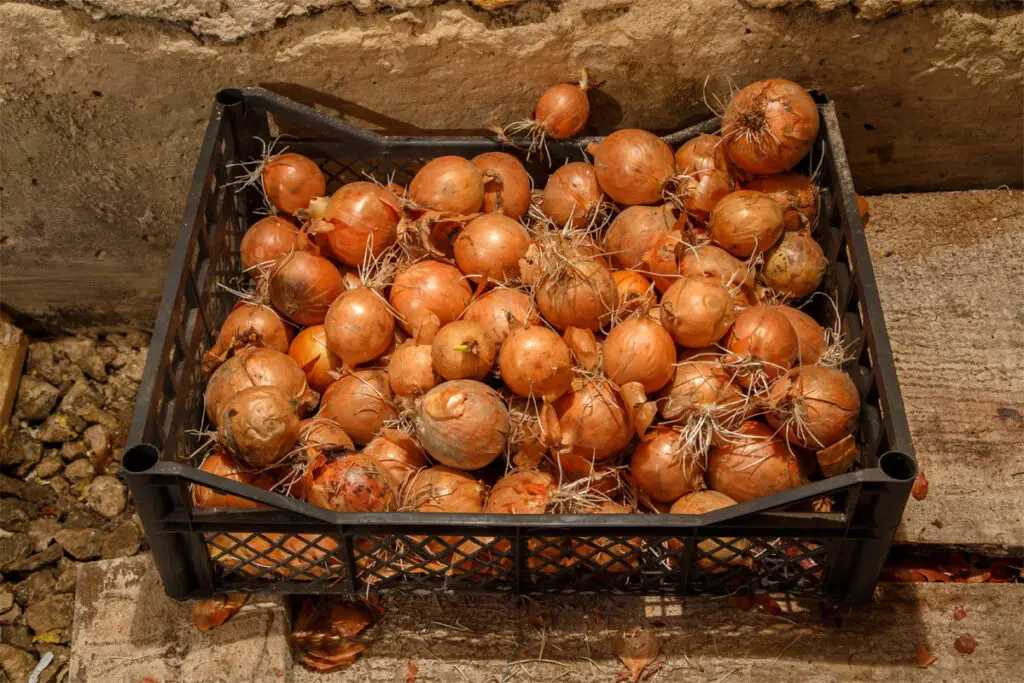 Zwiebeln in einer Stiege im Keller gelagert.